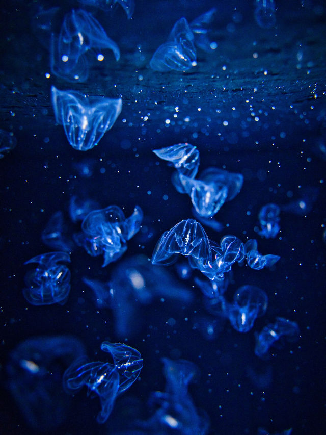【山形】ゆらゆら泳ぐクラゲに涼しい空間で癒される✨一生に一度は行きたい水族館を紹介🔍
