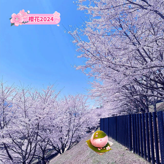 絕對不能錯過的奇景──櫻花與富士山共舞！