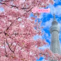 晴空塔下絢爛的櫻花-獨特的都會美景