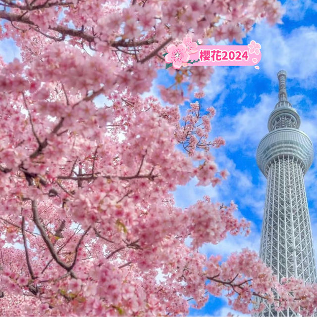 晴空塔下絢爛的櫻花-獨特的都會美景