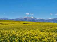 Canola field