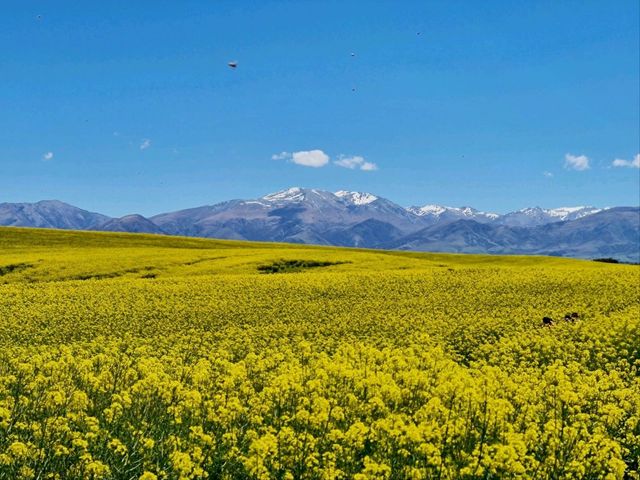 Canola field