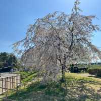 【岩手】東北で人気の桜の名所🌸
