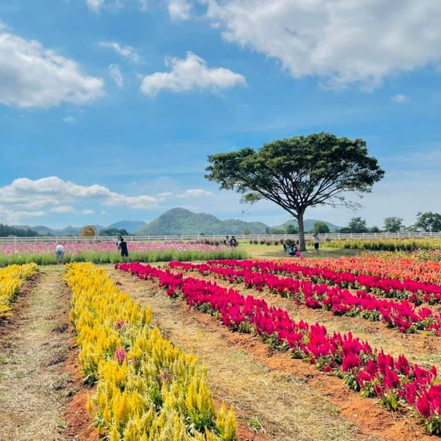 Farm Chokchai ไปที่เดียวได้รูปกลับมาเป็นร้อย