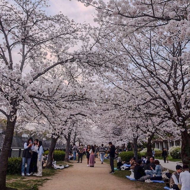 🇯🇵 Osaka castle park | Mesmerizing view of cherry blossom 🌸