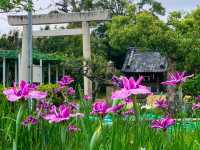 เทศกาลชมดอกไม้เมืองชิริว(花じょうぶまつり)💐🪻
