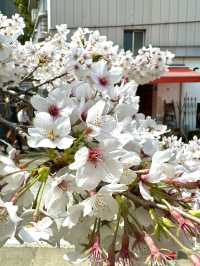 東京　東京観光　千鳥ヶ淵緑道の桜並木は最高！