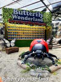 Beautiful Butterfly Wonderland