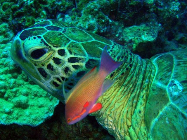 Sipadan, Diver’s Paradise