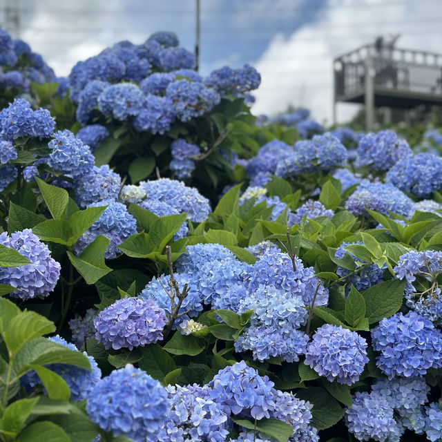 🌸繡球花季開跑囉🏃‍♀️🏃‍♀️🏃‍♀️