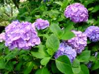 【東京近郊】‼️繡球花5月29日盛開見頃活動開始‼️@鎌倉長谷寺，六月必遊景點！