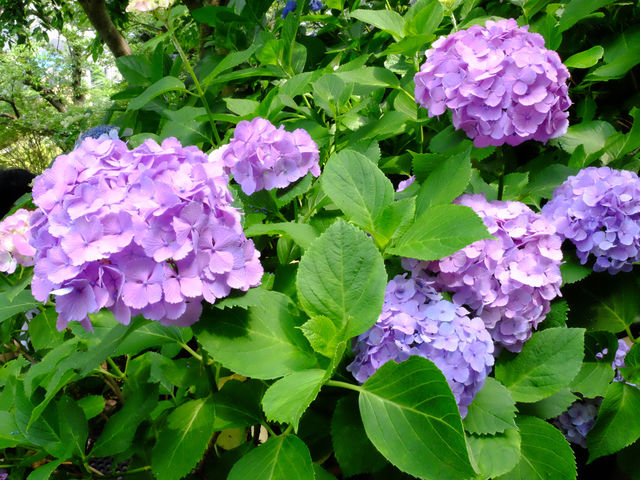 【東京近郊】‼️繡球花5月29日盛開見頃活動開始‼️@鎌倉長谷寺，六月必遊景點！