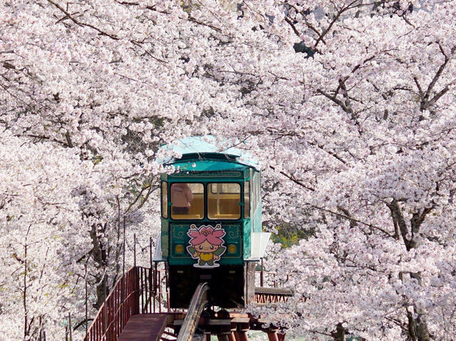 賞櫻勝地船岡城址公園
