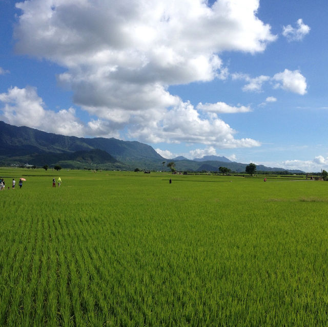 【台東池上】翠綠稻田，春天好去處2024