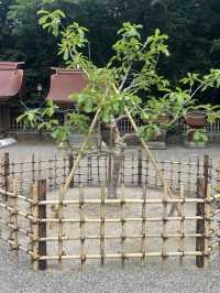 【福岡神社】日本最古の神社のひとつとされる神社