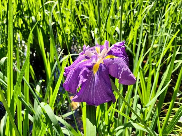 夏旅は京都へ行こう💠平安神宮西神苑で咲きほこる花菖蒲