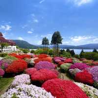 箱根杜鵑花名所