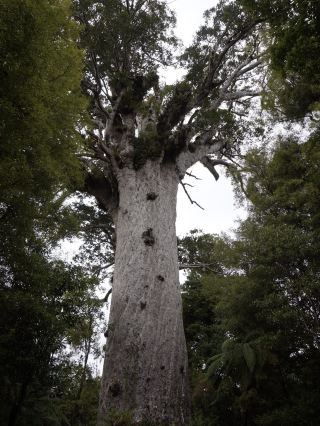 Tane Mahuta