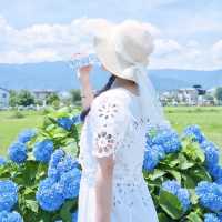 【神奈川】とても美しいあじさい祭り！