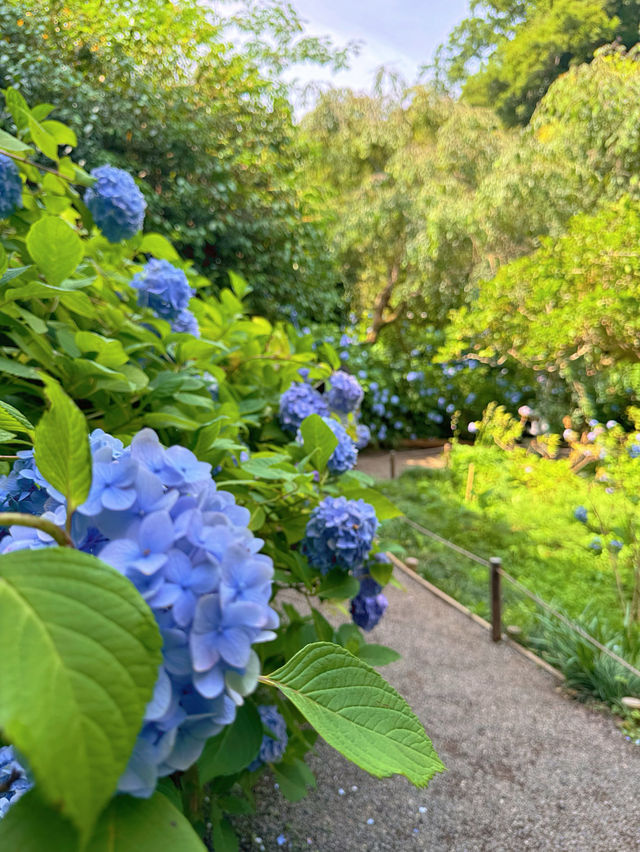 【鎌倉】季節ごとの花が楽しめる［日本遺産］明月院