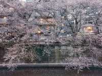 【目黒川の桜】目黒区