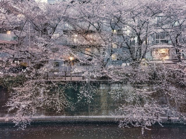【目黒川の桜】目黒区