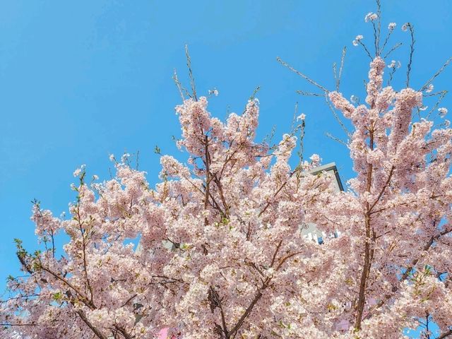서울 대학가 앞 벚꽃 스팟은 < 신촌 명물거리 >