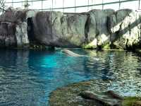 芝加哥必到的海洋博物館：湖濱大道謝德水族館‼️海洋魅力，保護海洋環境」