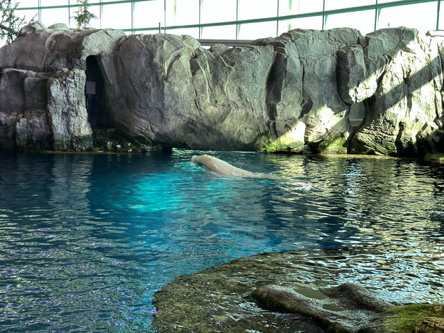 芝加哥必到的海洋博物館：湖濱大道謝德水族館‼️海洋魅力，保護海洋環境」