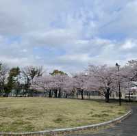 名古屋名城公園：親子賞櫻好去處，適合春天戶外活動