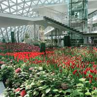 ## สวนทิวลิปเมืองนอกย่อมๆมาอยู่ที่ระยองแล้ว! 