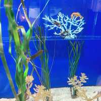 首爾COEX水族館：親子遊不能錯過的景點