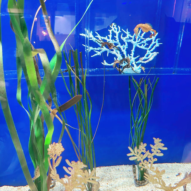 首爾COEX水族館：親子遊不能錯過的景點