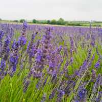 Caldwell Farm: A Lavender Paradise in Icekleford