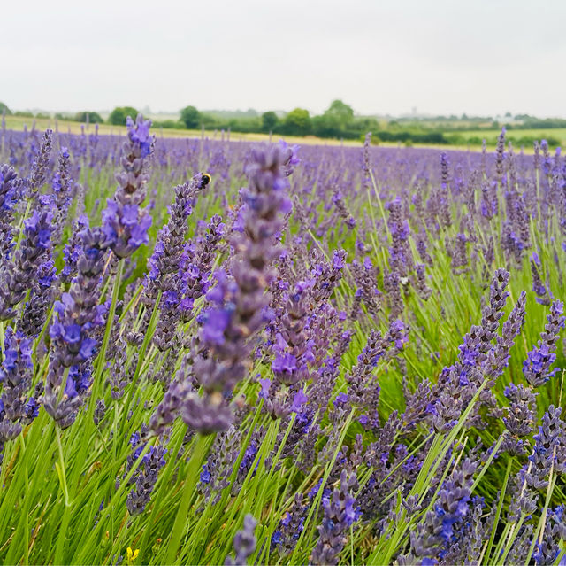 Caldwell Farm: A Lavender Paradise in Icekleford