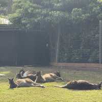 墨爾本動物園無疑是游客必去的熱門景點之一。