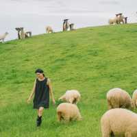 น่ารักเกินต้าน! Akha Farmville  🐑🌳