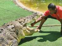 Crocodile Adventureland