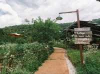 Mori Natural Farm โมริ เนเชอรัลฟาร์ม เชียงใหม่ 
