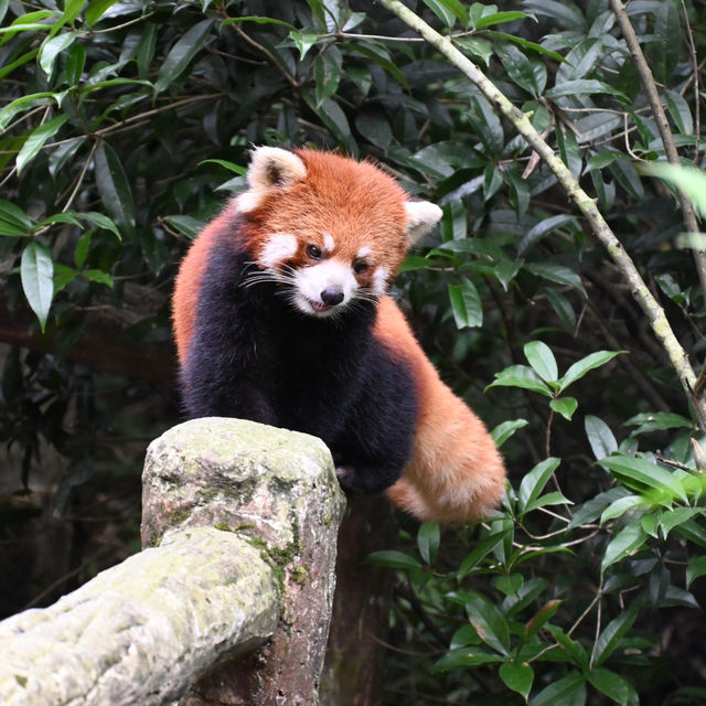 An Enchanting Encounter: Spotting Red Pandas in Panda Valley