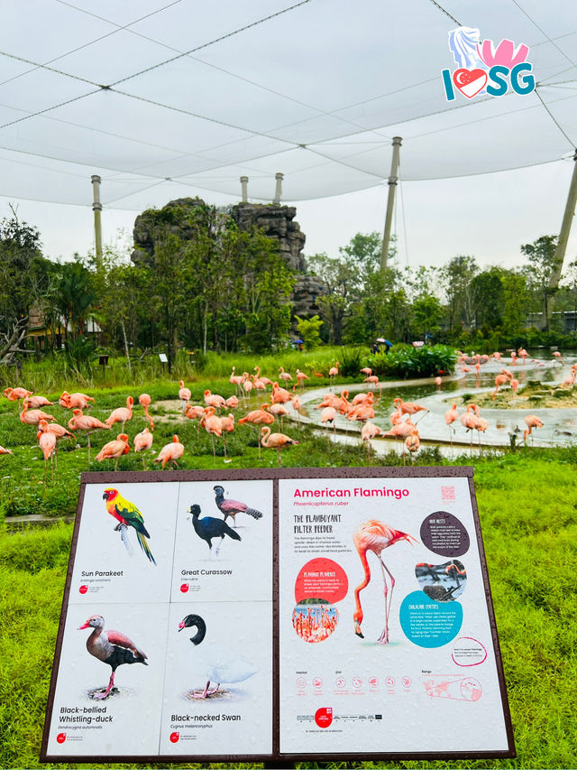 🇸🇬 Flamingo grassland