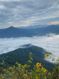 ดอยผาตั้ง | จ.เชียงราย ⛰️⛅️🌳🌼
