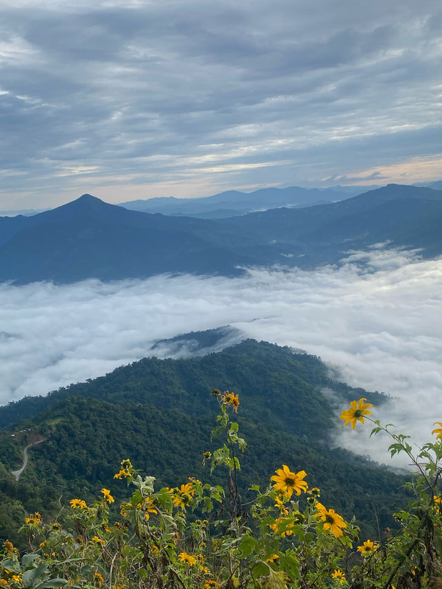 ดอยผาตั้ง | จ.เชียงราย ⛰️⛅️🌳🌼