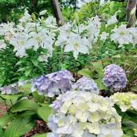 日比谷公園賞花💐💐💐💐💐💐