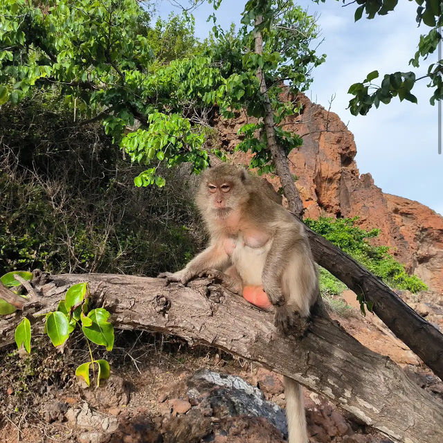 Monkey Beach หาดลิงเกาะล้าน