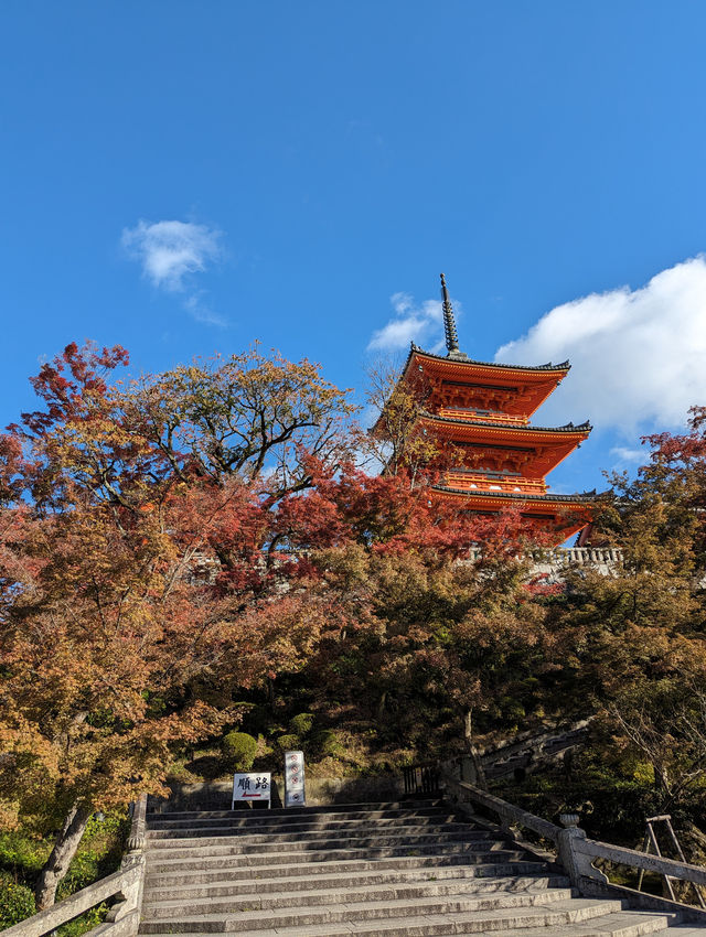 <京都 清水寺> 🇯🇵🍂名滿天下的賞楓勝地！ 