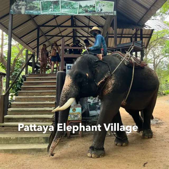 不只是大象的象村