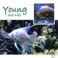 不一樣的水中世界：63大廈水族館