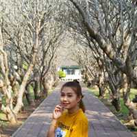 ซุ้มต้นลีลาวดี หน้าพิพิธภัณฑ์สถานแห่งชาติน่าน