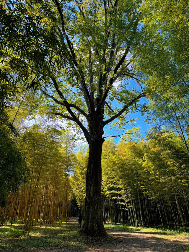 【栃木】あの人気映画のロケ地にもなった！マイナスイオンたっぷりの美しい竹林🫣🌿【宇都宮】